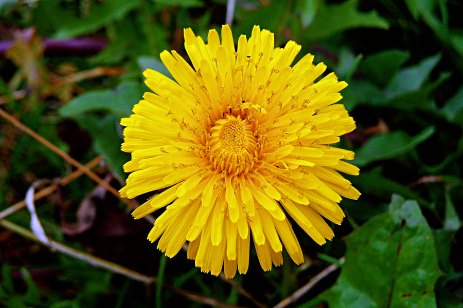 Wiesenblumen