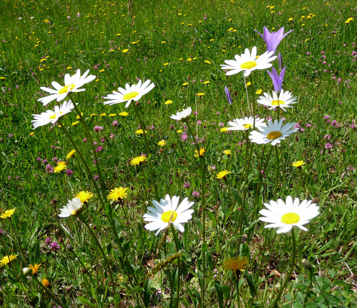 Wiesenblumen Foto &amp; Bild pflanzen, pilze &amp; flechten, blüten