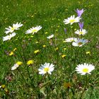 Wiesenblumen