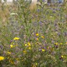 Wiesenblumen