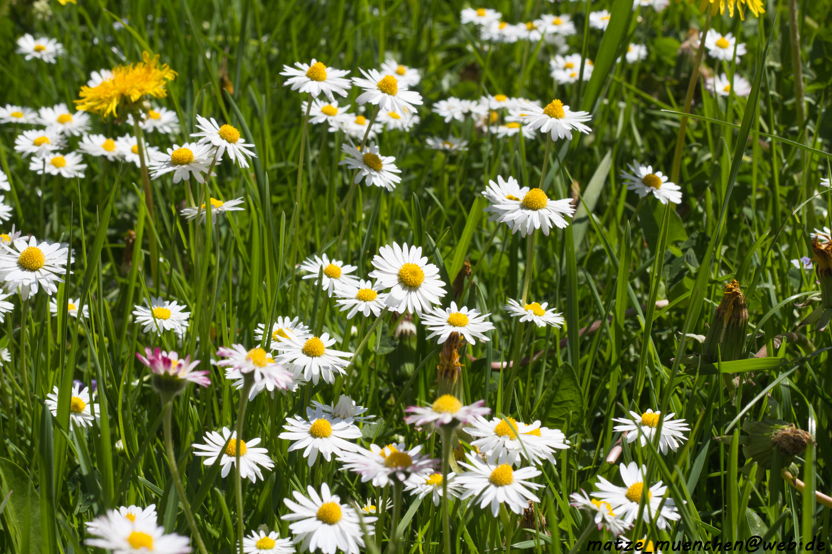 Wiesenblumen