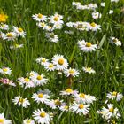 Wiesenblumen