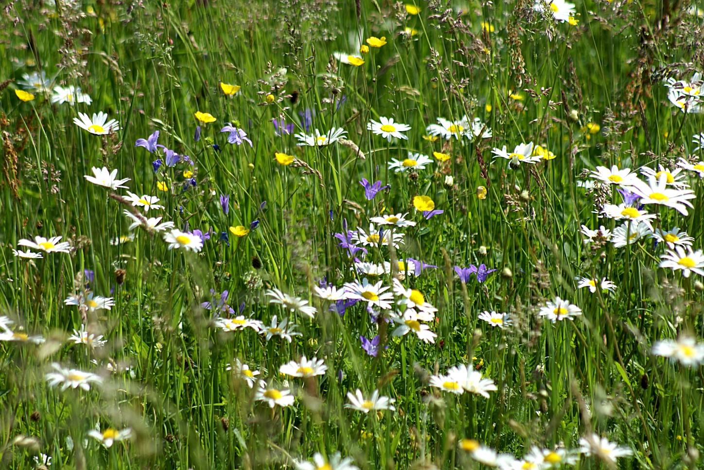 Wiesenblumen