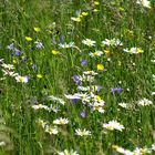 Wiesenblumen