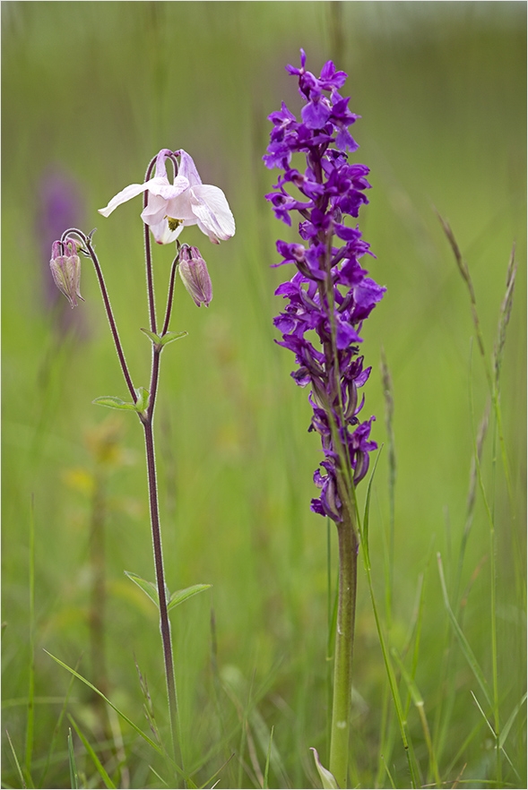 Wiesenblumen