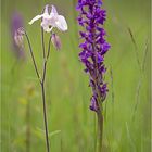 Wiesenblumen