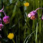 Wiesenblumen