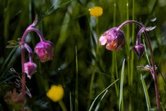 Wiesenblumen