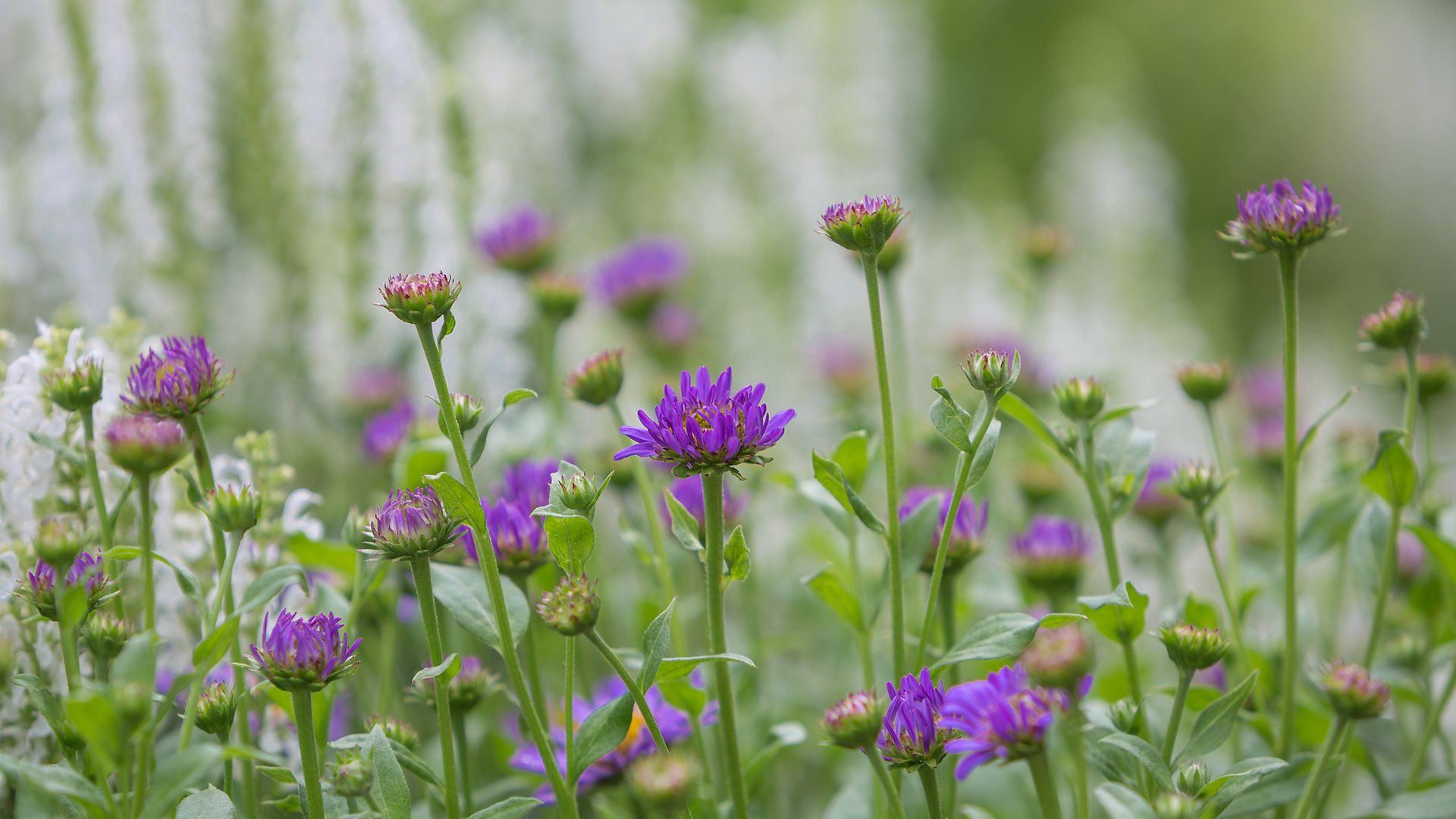 Wiesenblumen