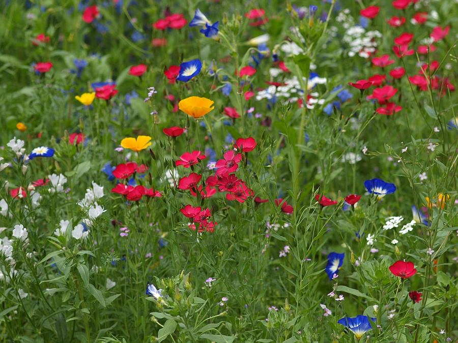 Wiesenblumen