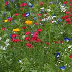 Wiesenblumen