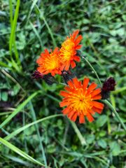 Wiesenblumen 