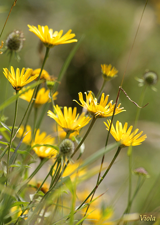 Wiesenblumen