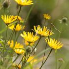 Wiesenblumen