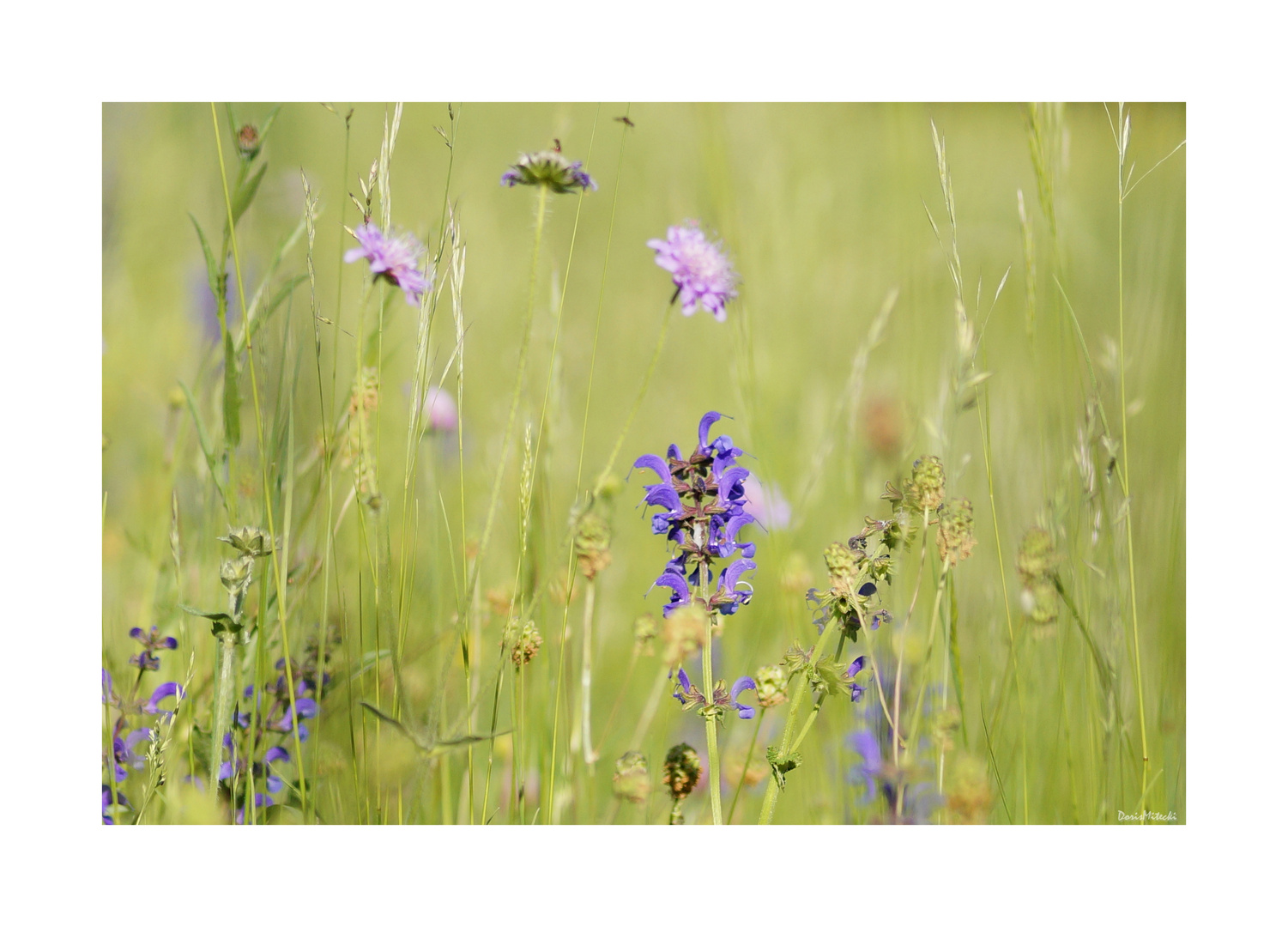 Wiesenblumen