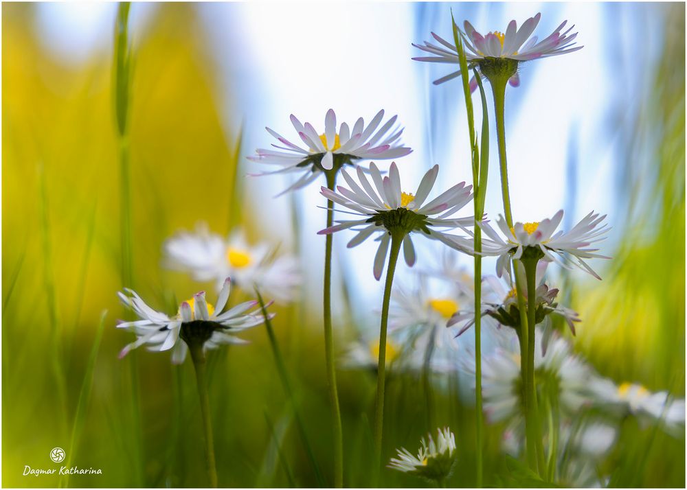 Wiesenblumen