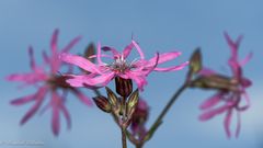 Wiesenblumen ...