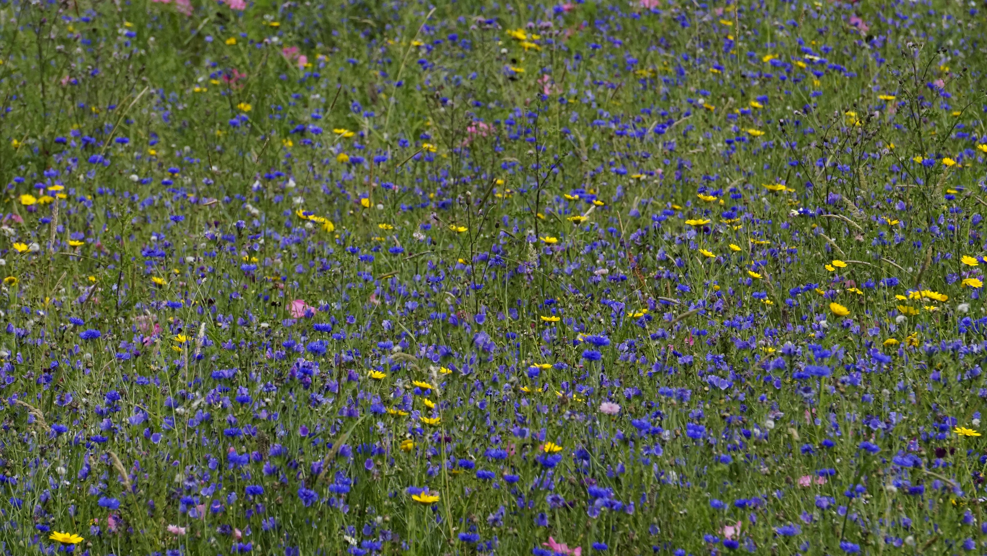 Wiesenblumen