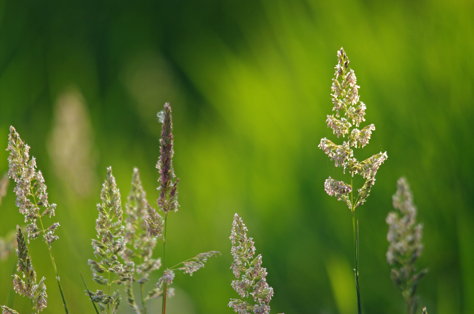 Wiesenblumen