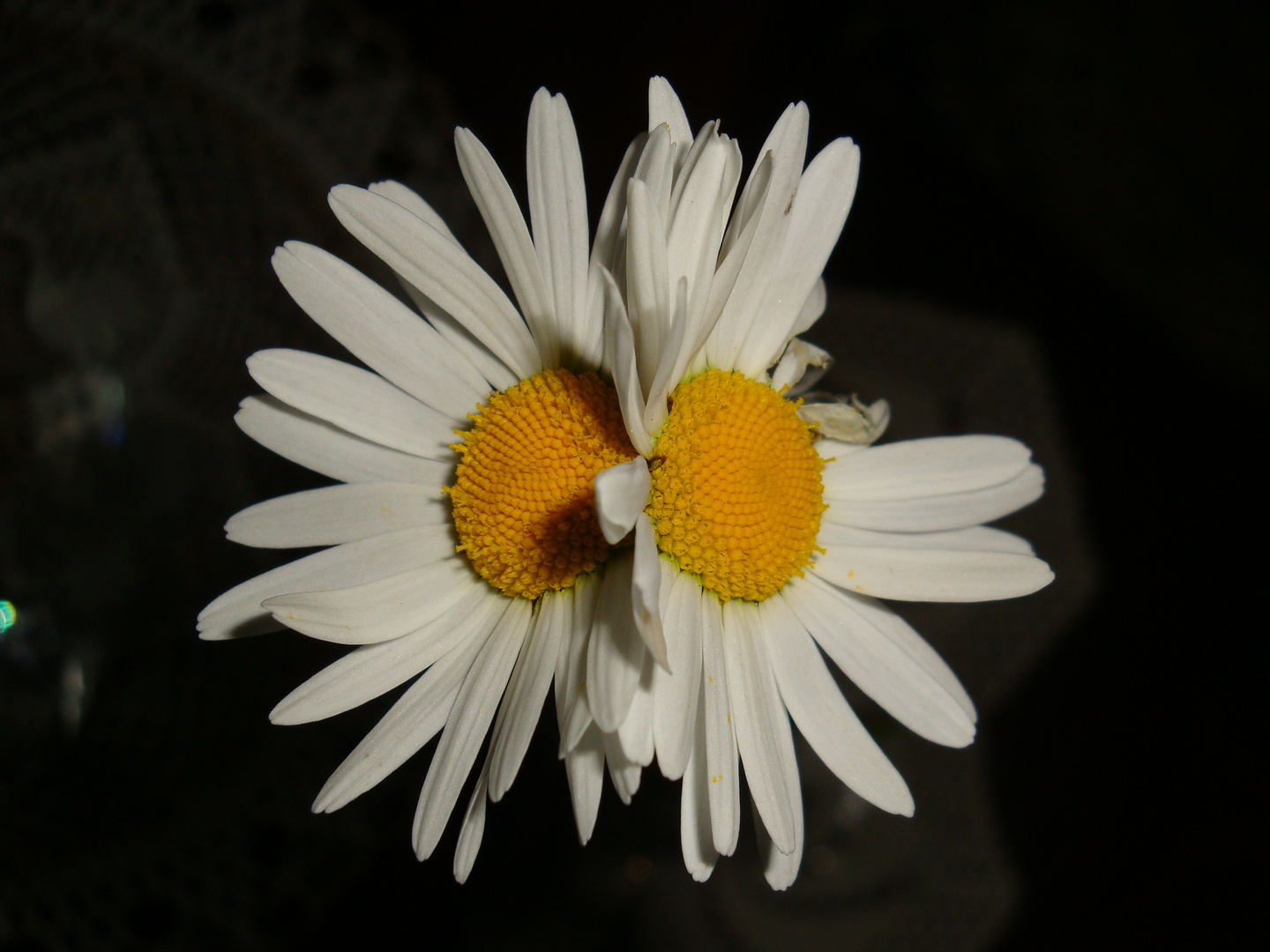 Wiesenblumen