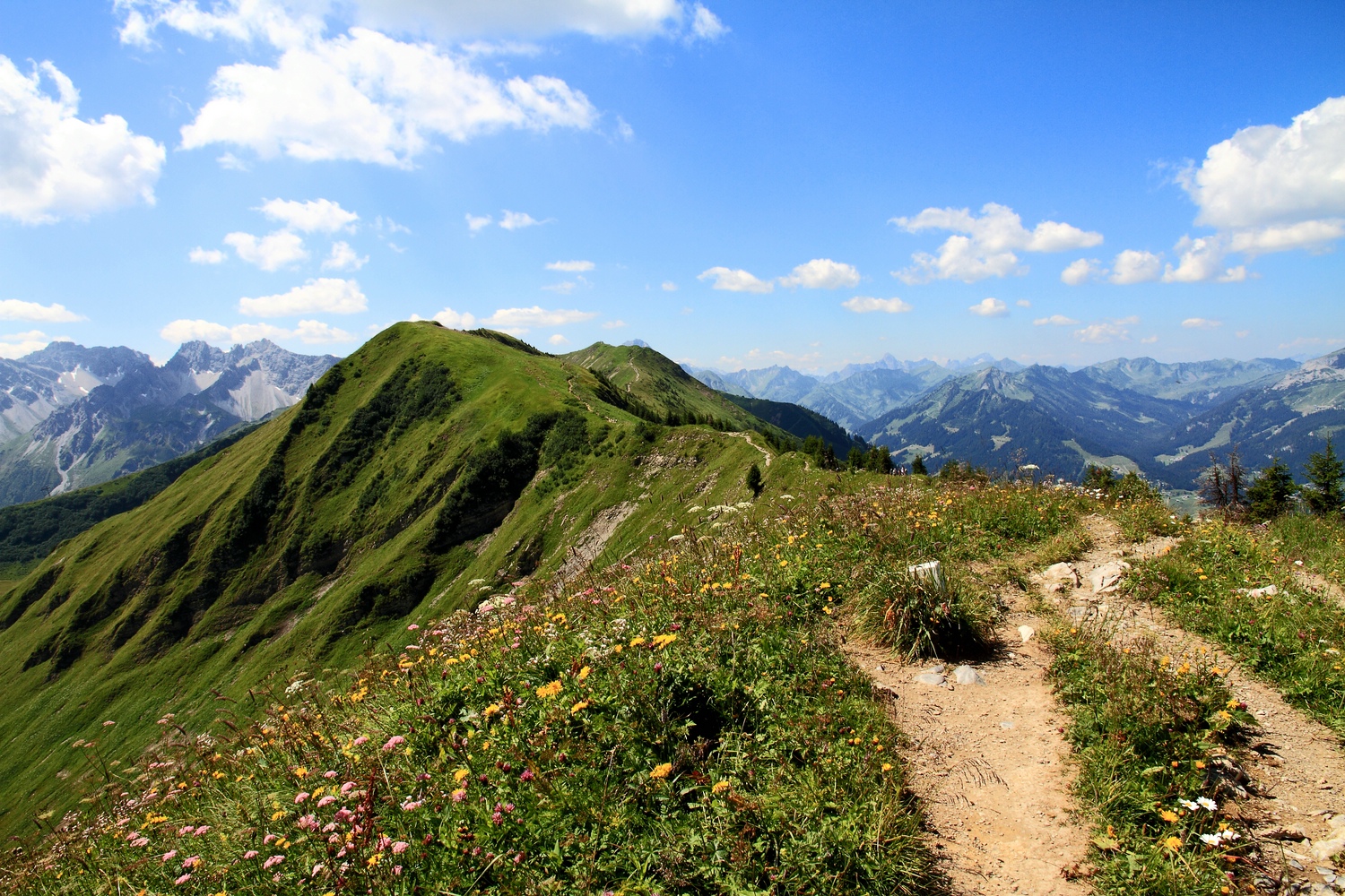 Wiesenblumen