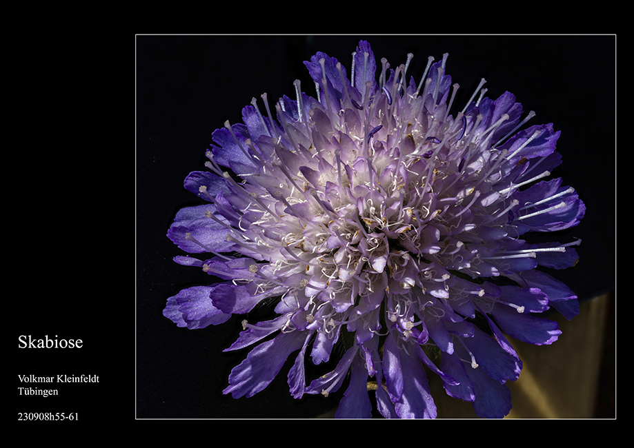 Wiesenblumen