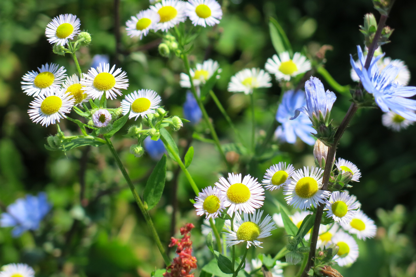 Wiesenblumen