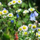 Wiesenblumen