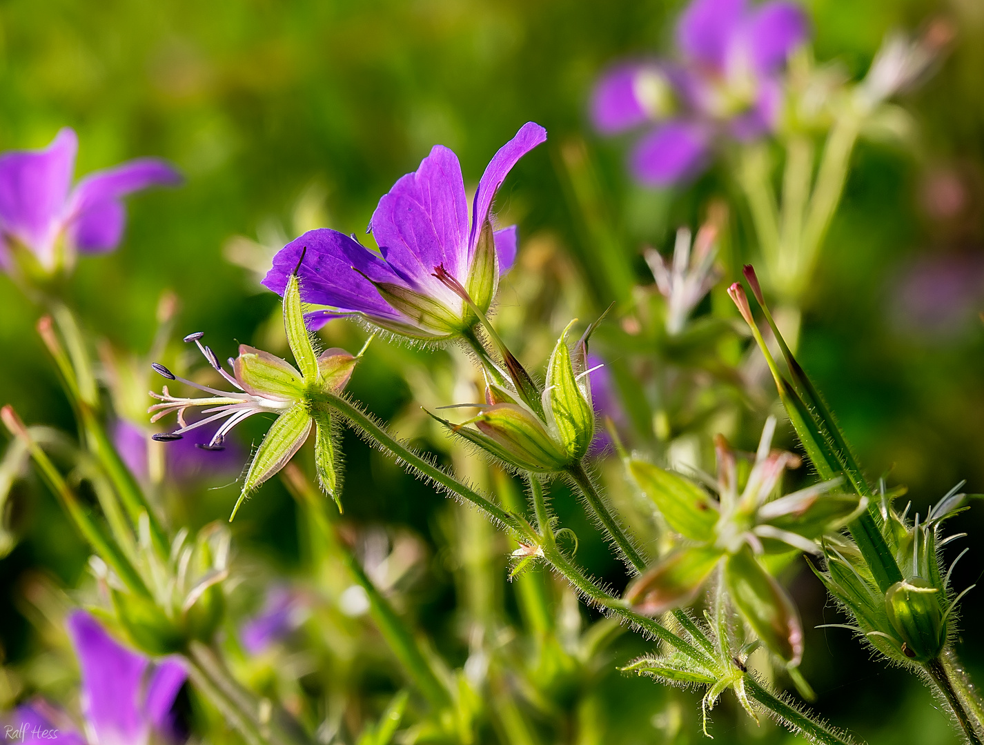 Wiesenblumen