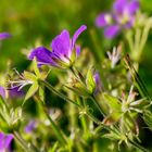 Wiesenblumen