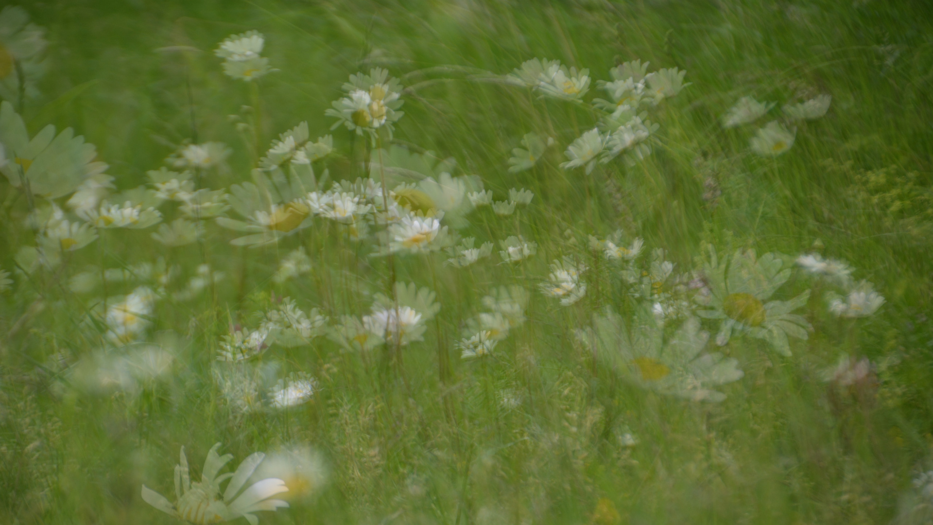 wiesenblumen