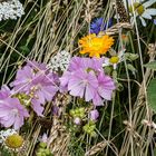 Wiesenblumen