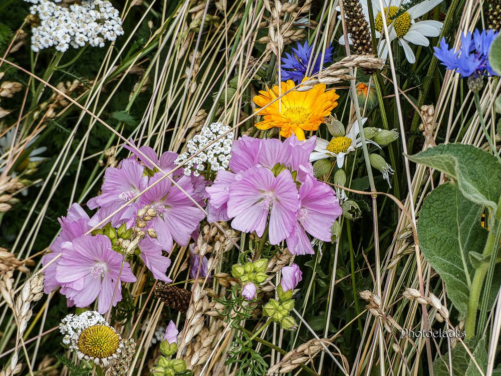 Wiesenblumen