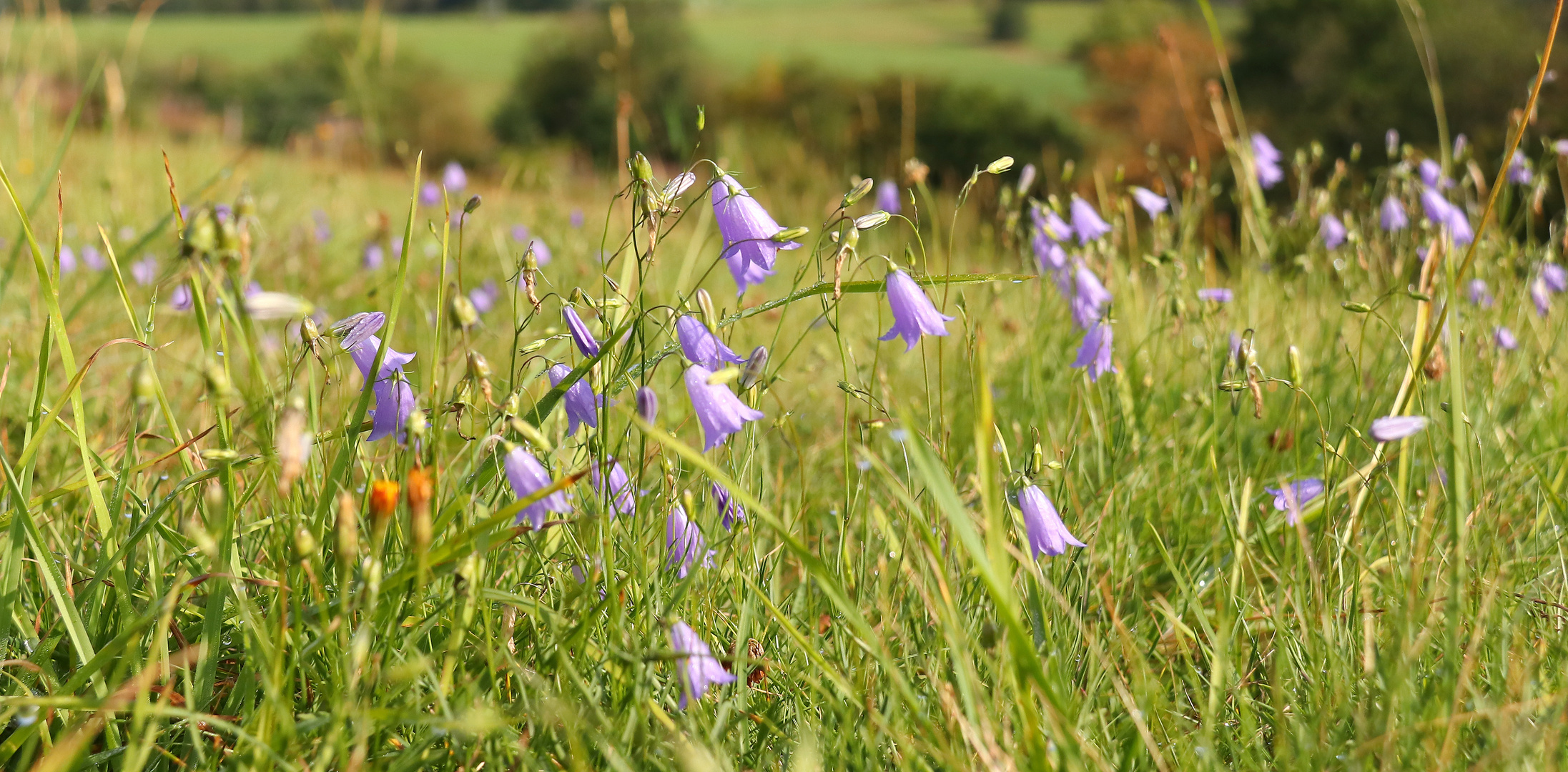 Wiesenblumen am Mittwoch 19.08.2020