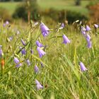 Wiesenblumen am Mittwoch 19.08.2020