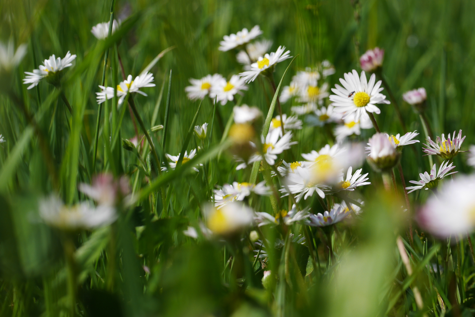 Wiesenblumen am Weg