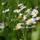 Wiesenblumen am Weg