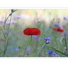 Wiesenblumen am Wegesrand