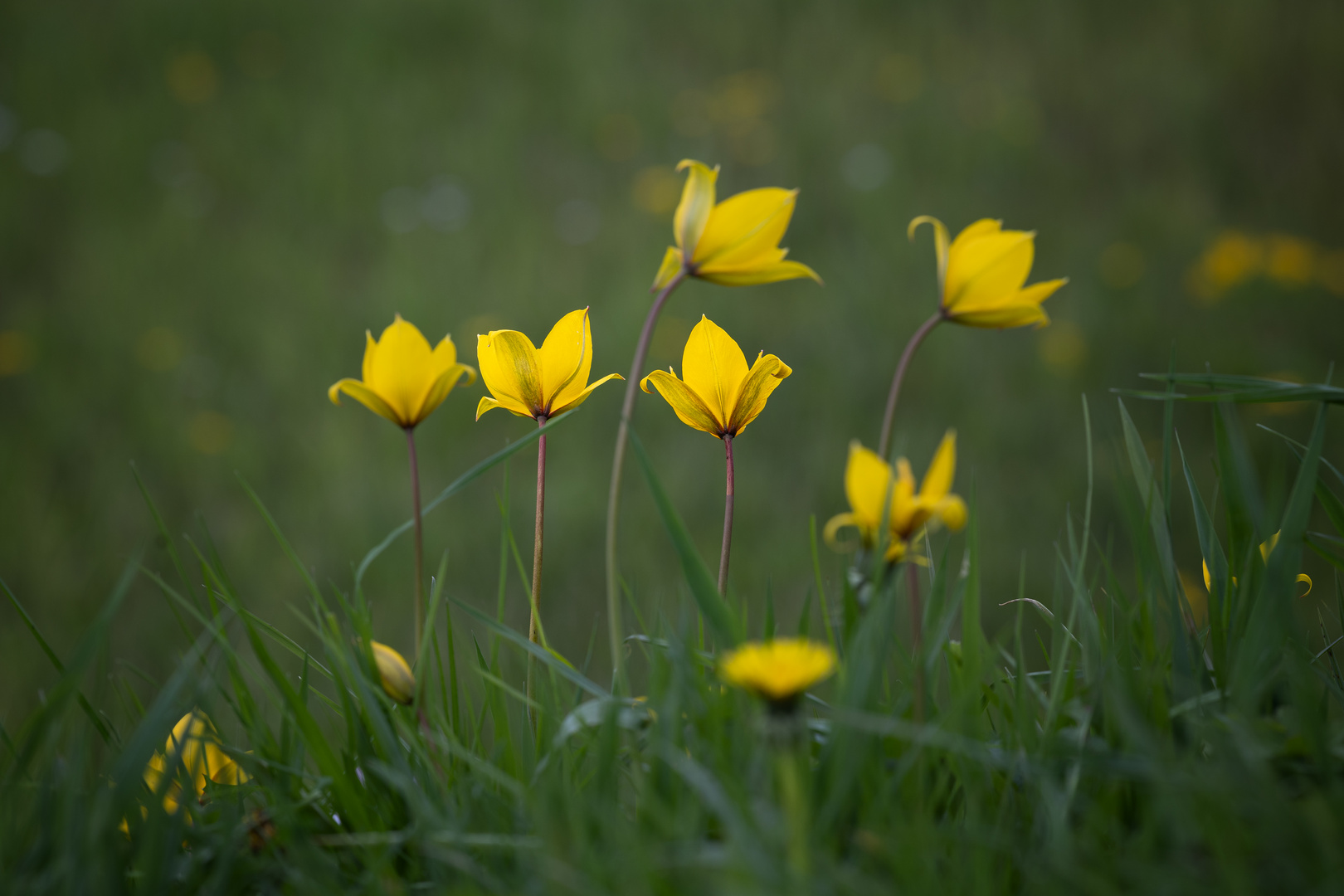 Wiesenblumen am Wegesrand