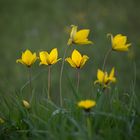 Wiesenblumen am Wegesrand