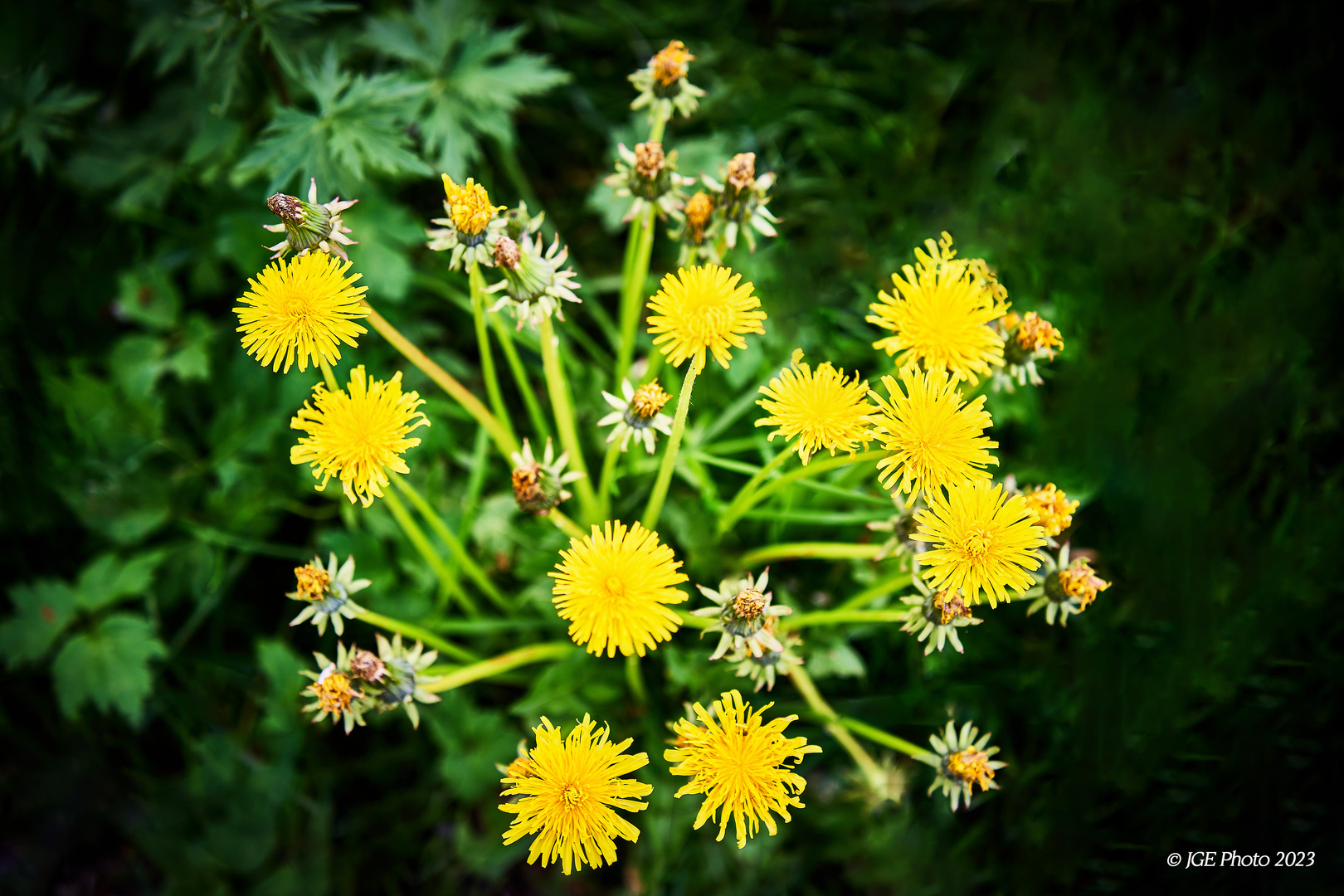 Wiesenblumen auf dem Mühlenwanderweg Ottenhöfen