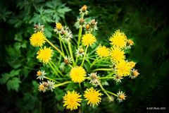 Wiesenblumen auf dem Mühlenwanderweg Ottenhöfen