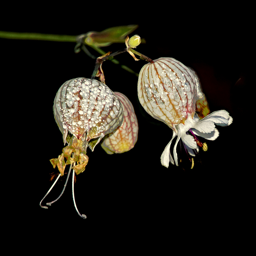 Wiesenblumen