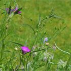  Wiesenblumen