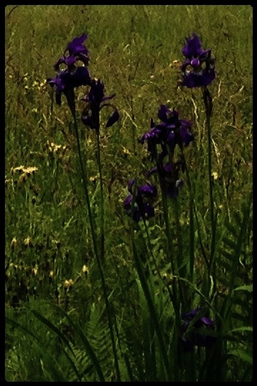 Wiesenblumen