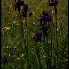 Wiesenblumen