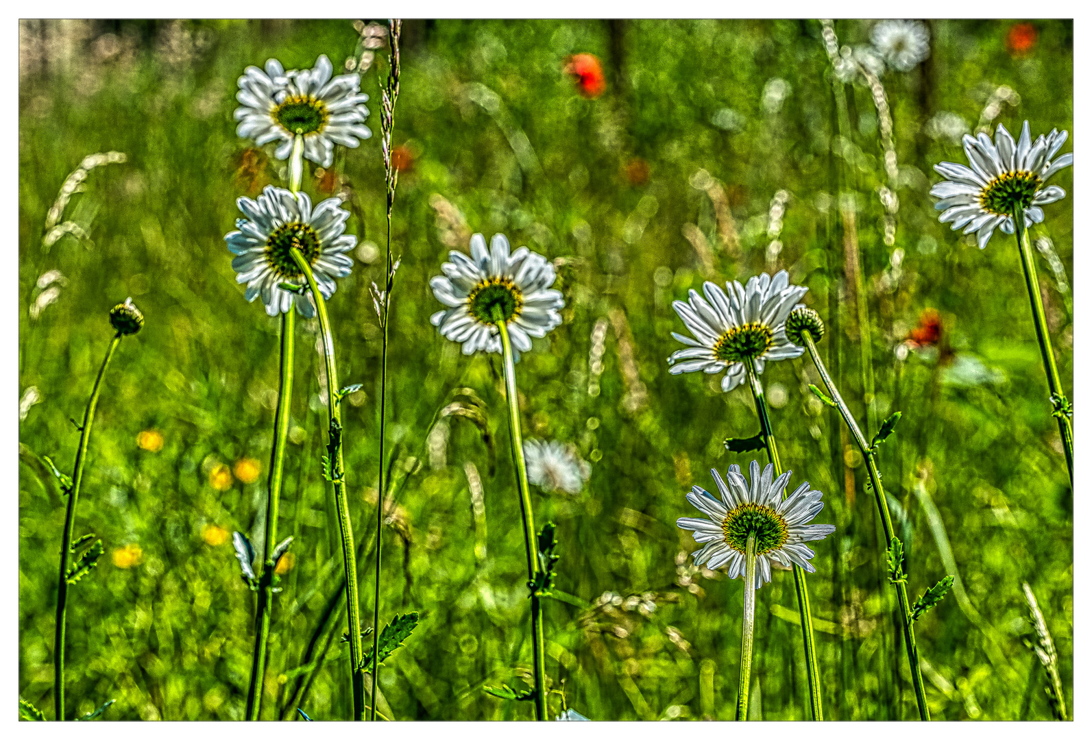 Wiesenblumen