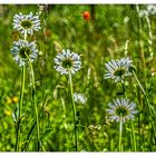 Wiesenblumen