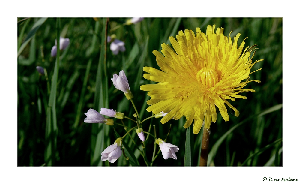 Wiesenblumen&hellip; Foto &amp; Bild pflanzen, pilze &amp; flechten, blüten