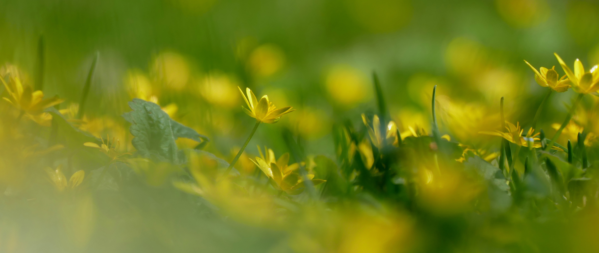 Wiesenblumen